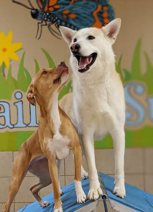 king-of-the-hill success stories dog training in Rochester, NY | Tails of Success