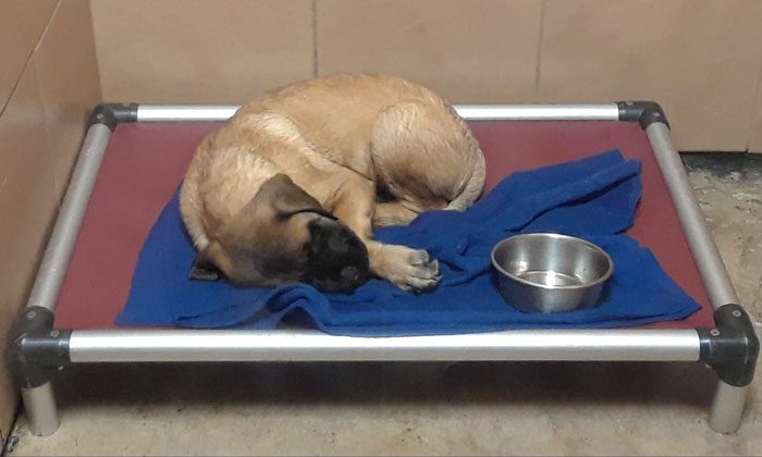 puppy dog boarding in Rochester, NY | Tails of Success