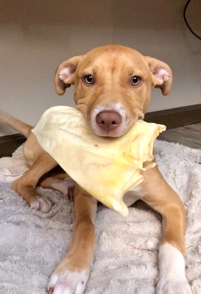 king-of-the-hill dogs playing at doggy daycare in Rochester, NY | Tails of Success