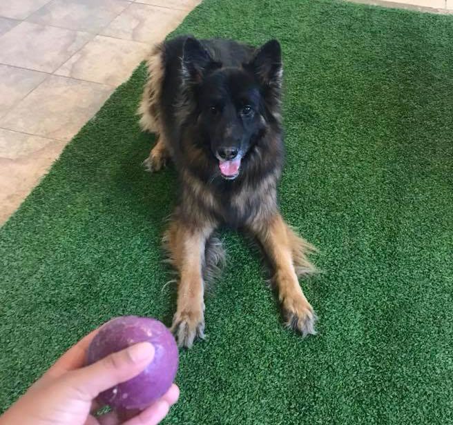 dog training in Rochester, NY | Tails of Success