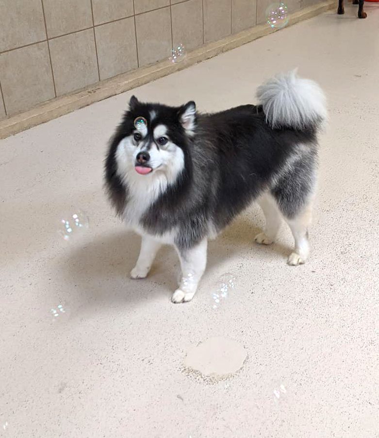 Huskey Mix playing in bubbles | Dog training articles in Rochester, NY | Tails of Success