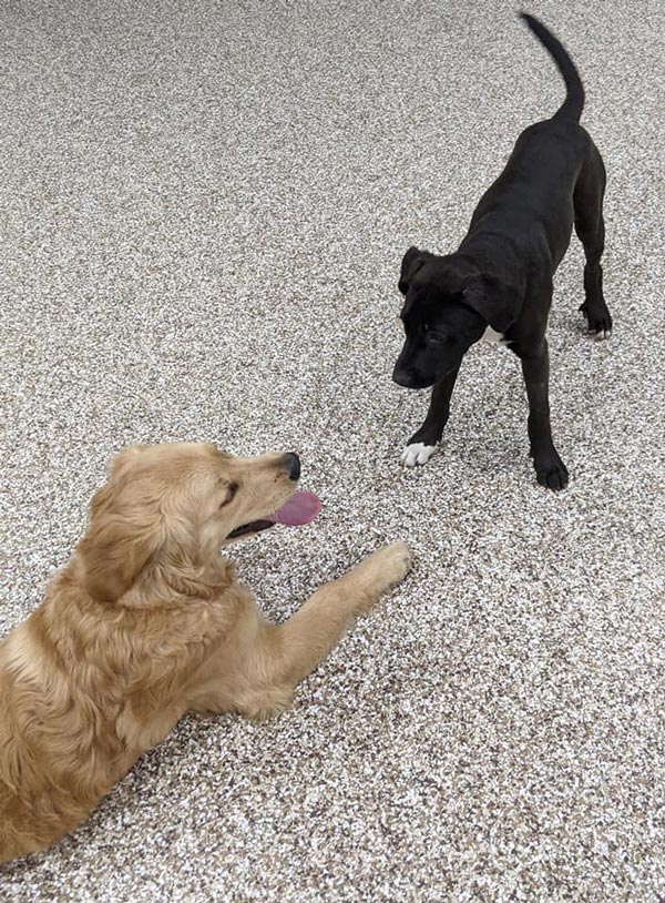 king-of-the-hill dogs playing at doggy daycare in Rochester, NY | Tails of Success