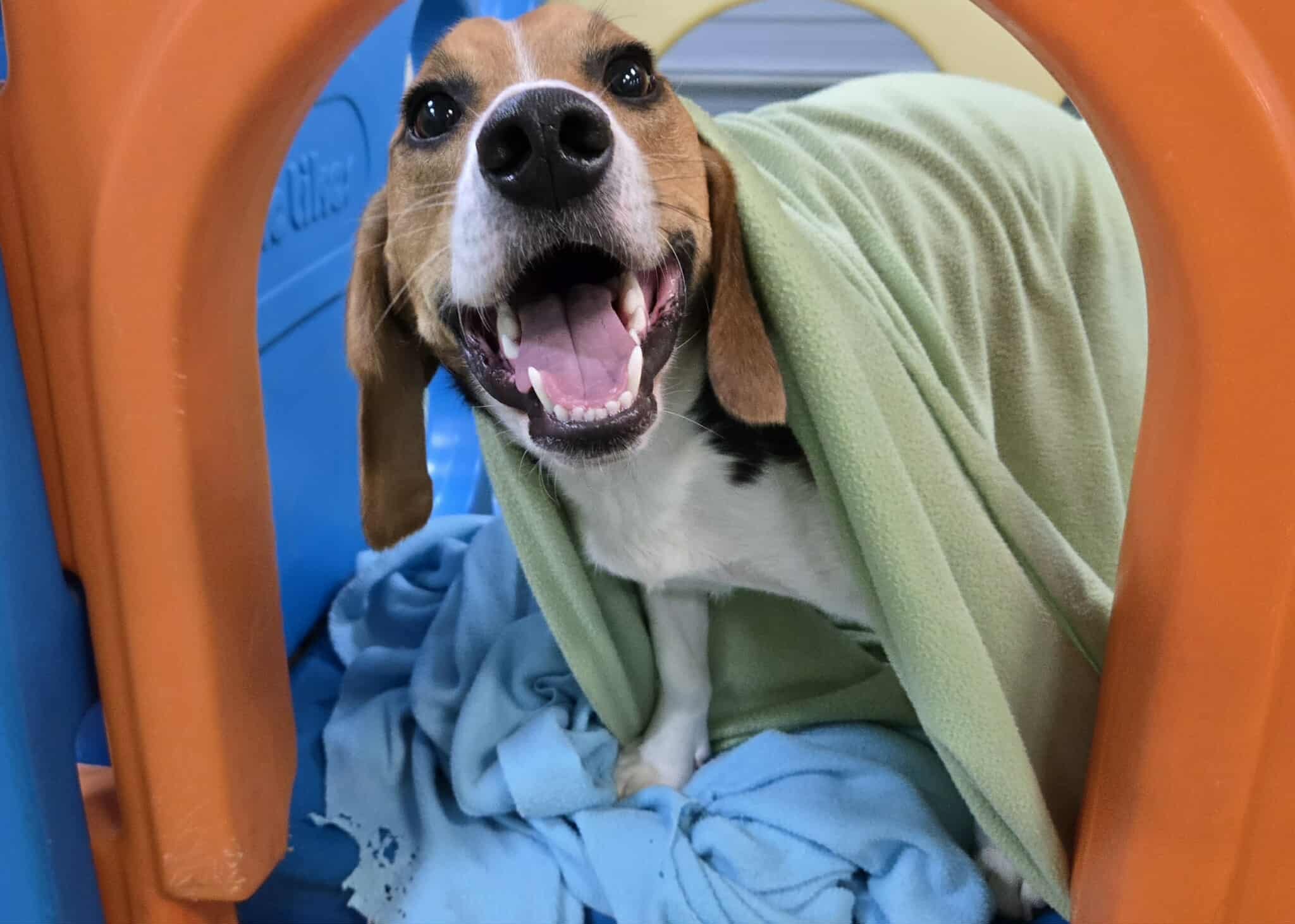 A happy beagle pup playing underneath a cozy blanket and smiling while having his picture taken during doggy daycare while boarding
