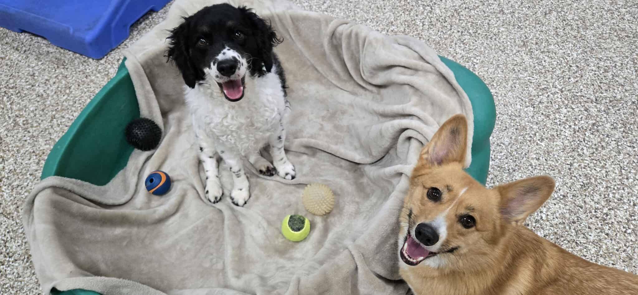 puppy dog boarding in Rochester, NY | Tails of Success