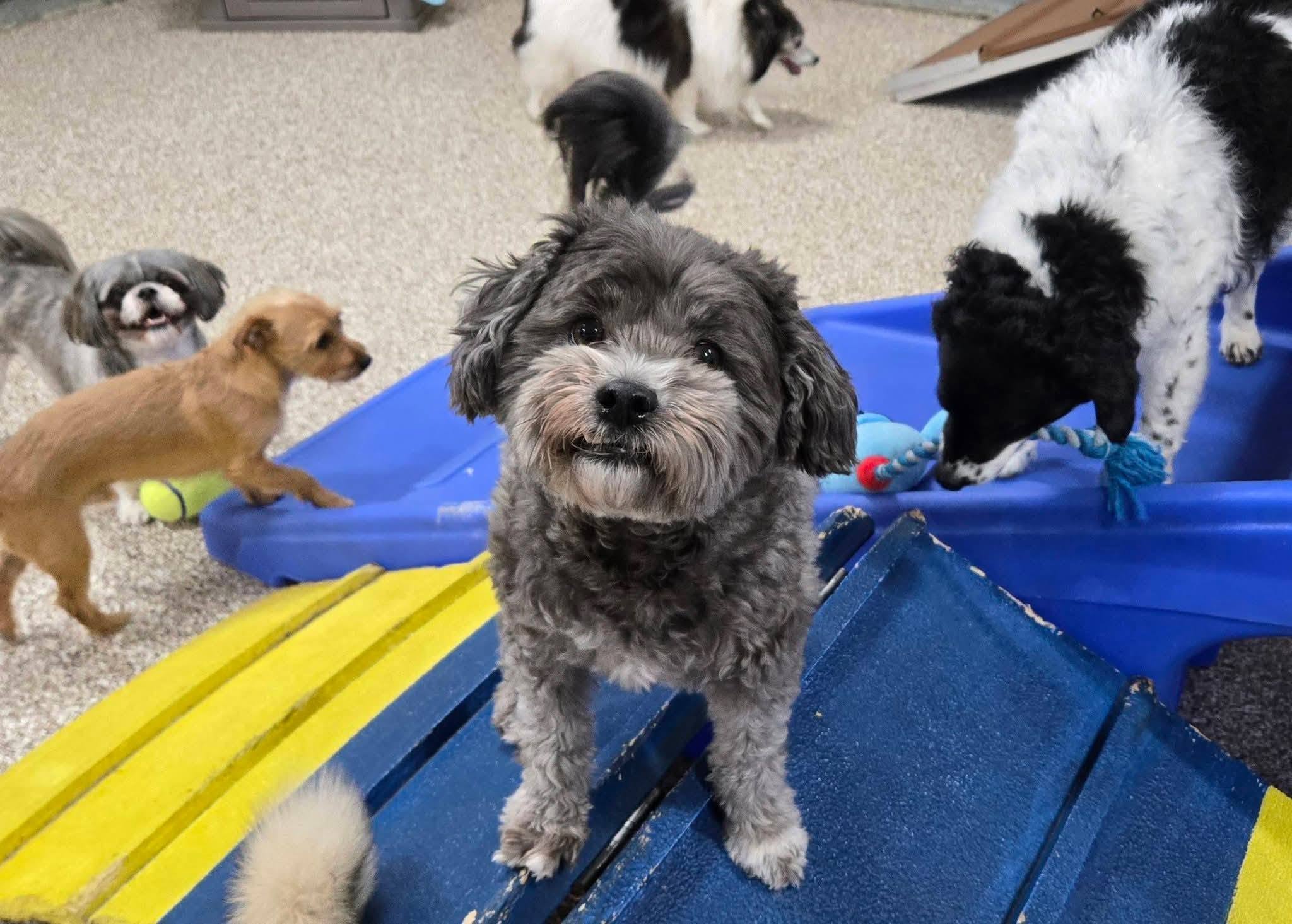 Small dogs playing at doggy daycare