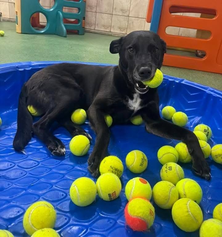 Happy dog with lots of tennis balls
