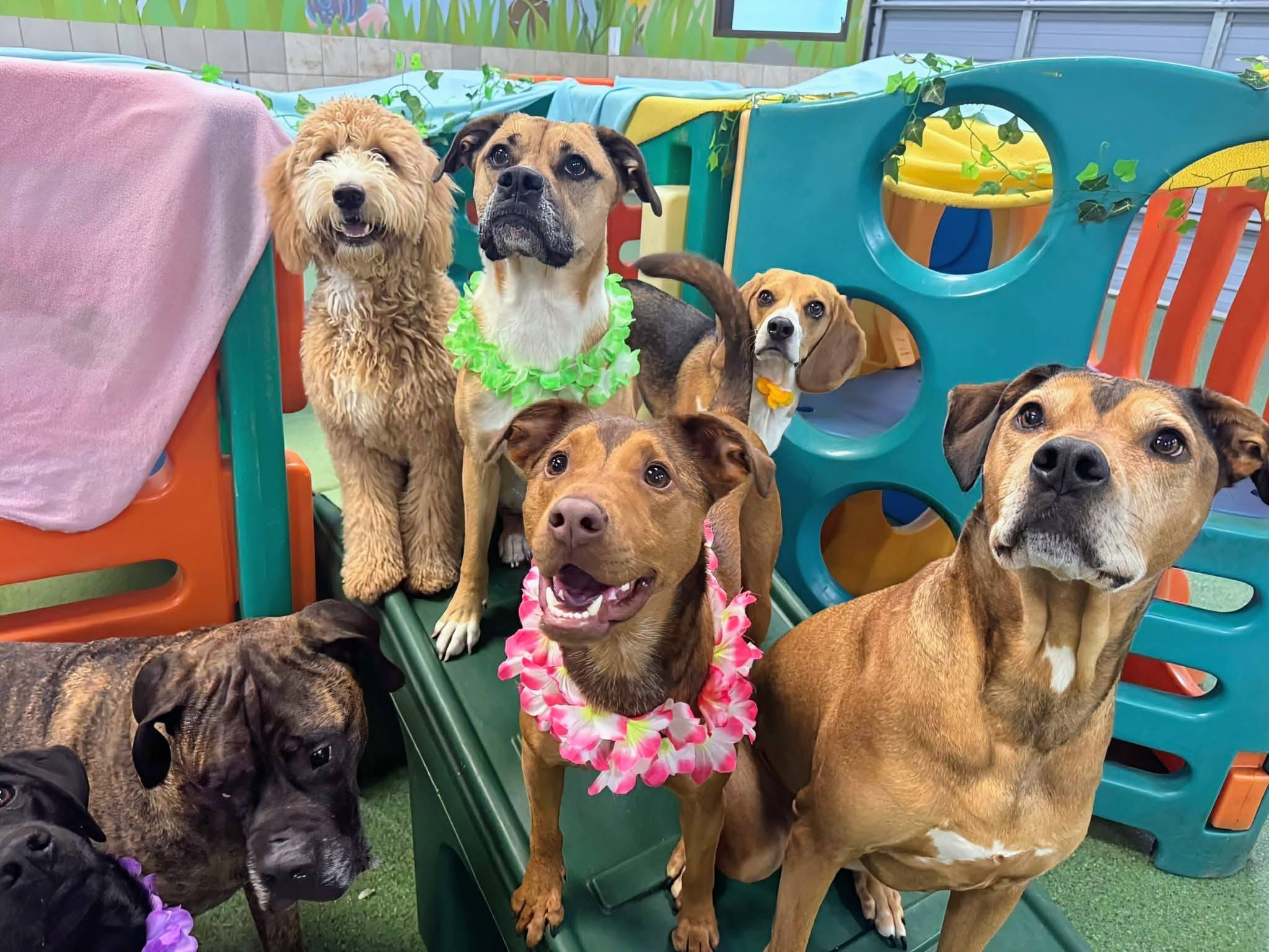 Daycare dogs having fun on playground climber